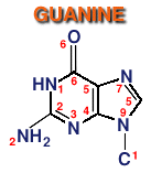 Image: guanine molecule