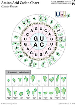 University of Utah Codon Decoder Chart