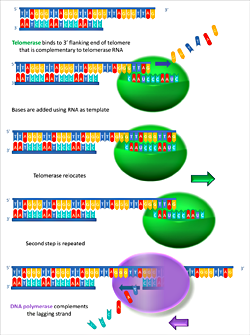 Working principle of telomerase