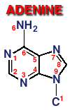 Image: adenine molecule