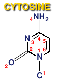 Image: cytosine molecule in telomere