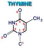 Image: thymine molecule